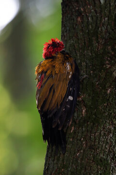 Maroon woodpecker (Blythipicus rubiginosus) clinging to a tree trunk, Close up of Maroon Woodpecker on tree bark