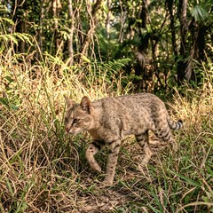 Obraz premium Jungle Cat Hunting in Tropical Grassland