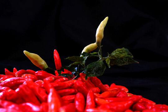 Selective focus of a fresh green ghost pepper branch with leaves emerging from a vibrant pile of ripe red chilies against a striking black background.