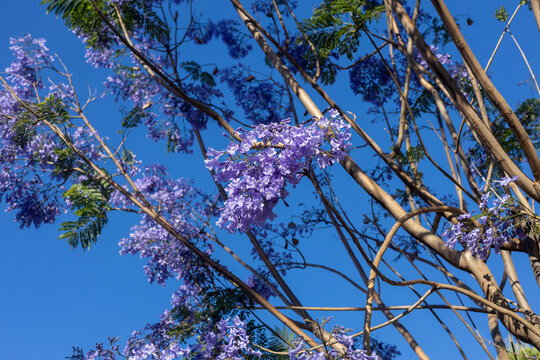 Purple jacaranda mimosifolia tree flowers blooming under clear blue sky. Blue jacaranda blossom branch close up in Mediterranean resort town of Antalya, Turkey on a sunny summer day.