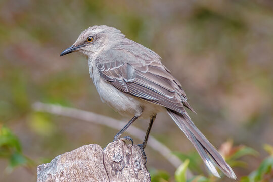 A tropical mockingbird perched on top of a agave mast stump