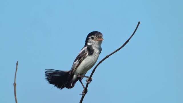 A tinny little bird is sitting on a tree branch 
