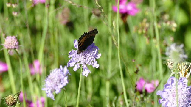 Small Tortoiseshell Butterfly (Aglais urticae) moving around on a small scabious in Zurich, Switzerland