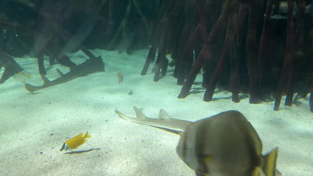 Bluespotted ribbontail ray Taeniura lymma resting on sandy bottom with surgeonfish Acanthurus sp and tropical reef fish in mangrove aquarium. Marine wildlife, underwater habitat, biodiversity.