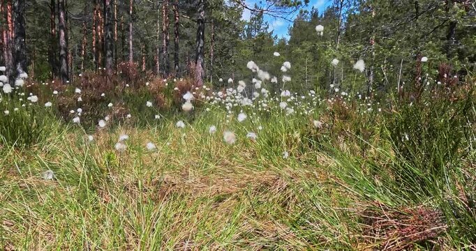 Tussock cottongrass (eriophorum vaginatum) is a species of flowering plant in the sedge family Cyperaceae, Stortr&auml;sk, Helsinki, Finland, Europe.