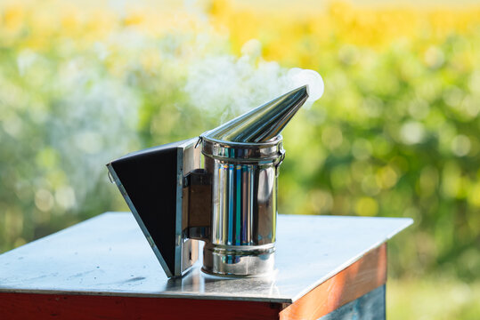 Smoking bee smoker standing on a beehive. A metal bee smoker with a wooden bellow emitting white smoke stands on the roof of an beehive against a blurred background of sunflowers and green foliage