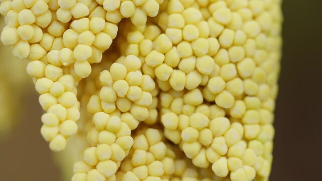 Close-up of fresh, yellow corn kernels