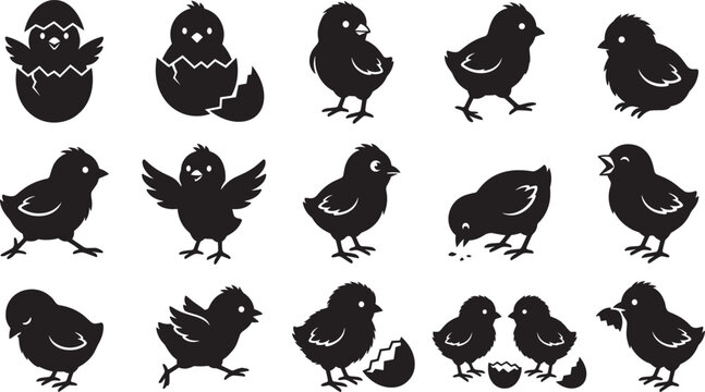 Cute newborn baby chicks vector icons set with little farm chicken hatching from egg shells black silhouettes collection
