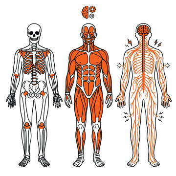 Human anatomy systems displaying skeletal muscular and nervous full body diagrams
