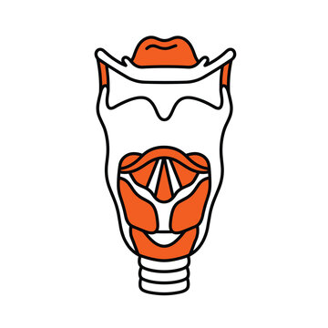 Human larynx and vocal cords anatomy showing epiglottis thyroid cartilage and trachea