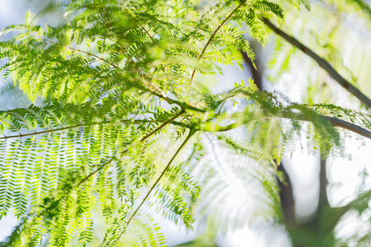 jacaranda leaves backlit by summer light and pale blue sky