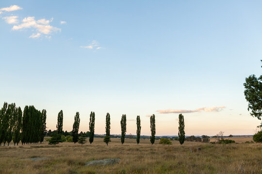 Summertime poplar trees in Stonehenge Recreational Reserve growing in grassy paddock