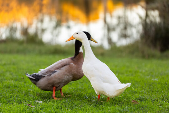 Pair of domesticated ducks waddling over green grass by dam