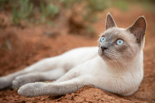 Blue eyed cat reclining on red earth