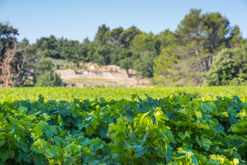 Obraz premium Green vines growing in provence aop vineyard with sainte-victoire