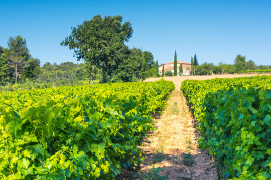 Provence vineyard growing aop wine grapes under sainte-victoire