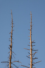 Dying forest  two dead coniferous trees in a forest under a blue sky © Matauw
