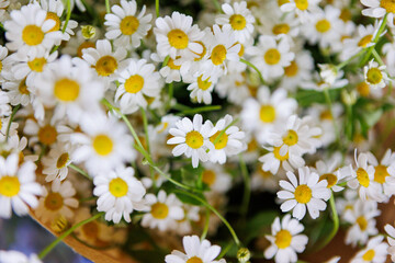 Fototapeta premium white flowers in the garden