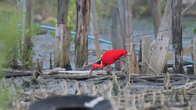 scarlet ibis (Eudocimus ruber)bird forage in mangrove forests.