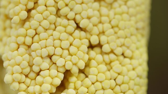 Close-up of fresh, yellow corn kernels