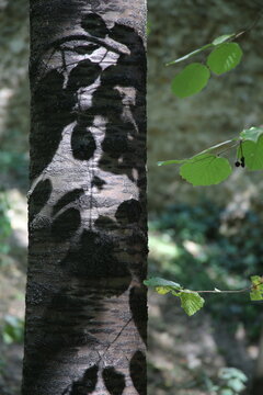 Ombre d'un feuillage projet&eacute; sur un tronc d'arbre