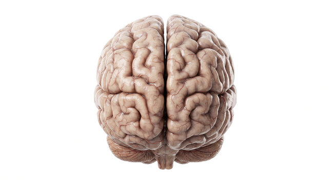 Anatomical view of a human brain, showing the two hemispheres from a top-down perspective on a white background.