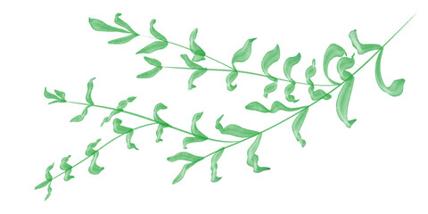Watercolor painting of a green eucalyptus branch with slender leaves, suitable for wedding cards, design projects, and botanical themes. © PIMPIKA 