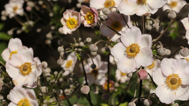 beautiful japanese anemones bloom in the garden
