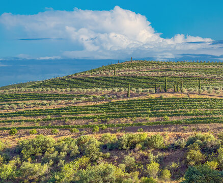 View of the iconic hand-carved vineayrd terraces of the Douroi river valley, Portugal