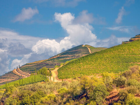 Steep backroads of the Douro river valley traversing terraced vineyards, olive groves and almond groves, Portugal