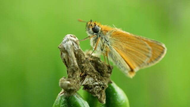 Thymelicus sylvestris small skipper butterfly sitting resting peacefully perched on the green seed of Iris sibirica Siberian flag flowering plant grassland meadow forest abundant healthy environment