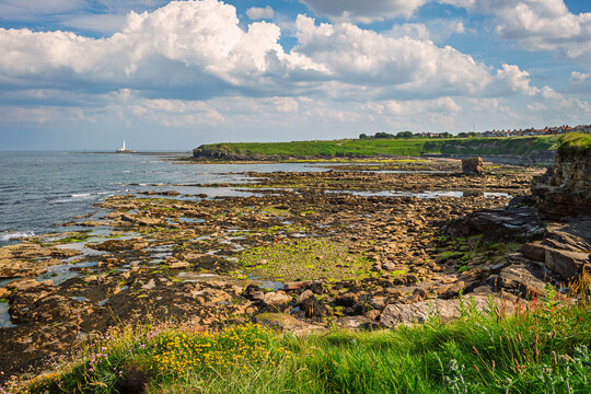 Clifftop Wildflowers at Seaton Sluice, a village on the Northumberland coastline, with a rugged shore at Collywell Bay