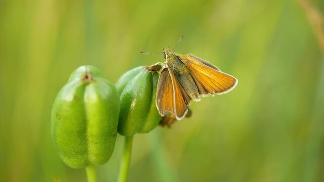 Small skipper Thymelicus sylvestris butterfly sitting resting peacefully perched on the green seed of Iris sibirica Siberian flag flowering plant grassland meadow forest abundant healthy environment