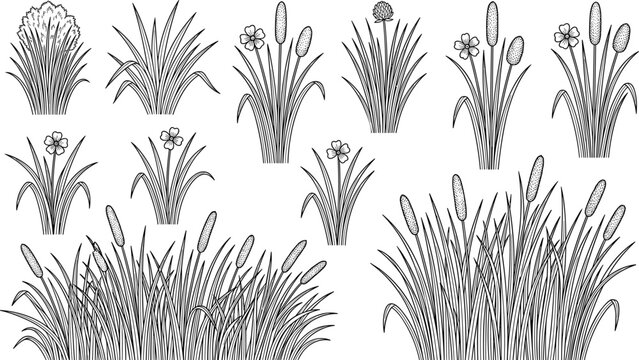 Hand drawn line art vector set of wetland cattail reeds marsh grass and meadow flowers
