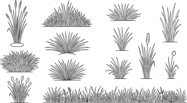 Hand drawn line art vector set of wild meadow grass tufts and wetland cattail reeds