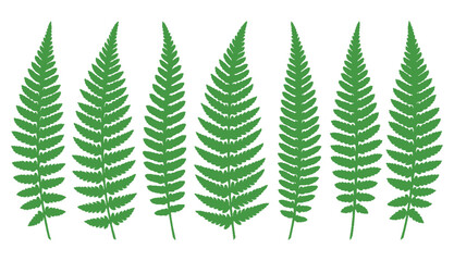 Set of green fern leaves isolated on white background, botanical elements for nature design. © DesignerKamran99
