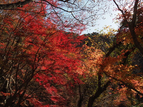 A natural autumn landscape photographed in late November at Shosenkyo Gorge in Kofu City, Yamanashi Prefecture, Japan.