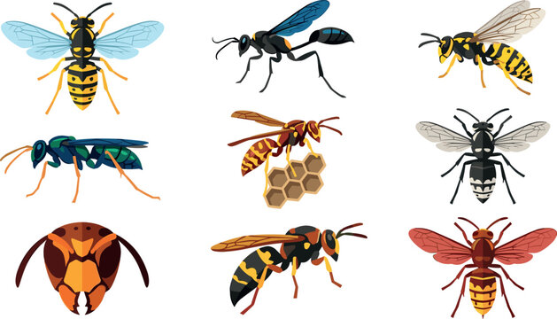 Wasp and Hornet Insect Vector Icon Set with Yellowjackets, Mud Daubers, Honeycomb, Head Mask, and Venomous Pests Species for Wildlife Educational Graphics