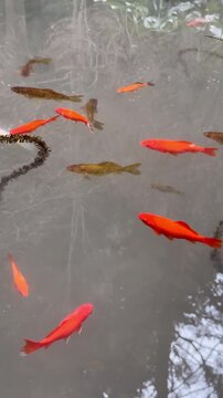Colorful Koi Carp Swimming in Murky Pond Water