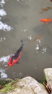 Large Black and Red Koi Fish by Stone Pond Edge