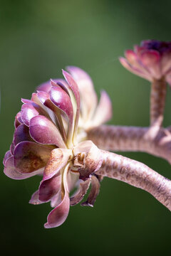 Gros plan sur un aeonium