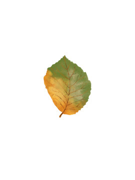 Yellow green fall leaf