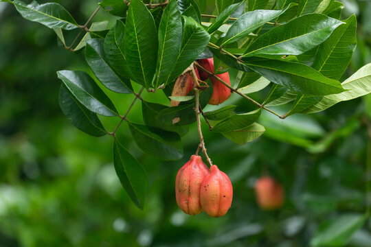 Red ackee fruits (Blighia sapida) hanging from a branch surrounded by vibrant green leaves in the rainforest. Puerto Viejo, Limon, Costa Rica.