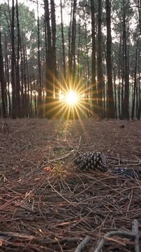 Pine forest floor ground level low angle view sunset vertical format, sunstar lens flare through tree trunks, pine needles branches background