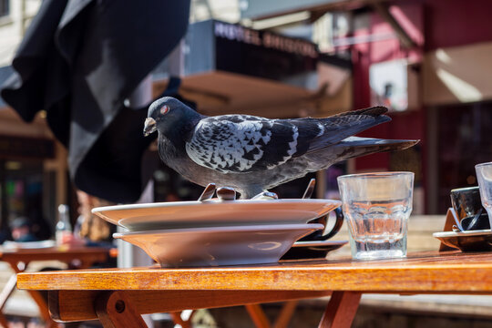 A pigeon stands atop stacked caf&eacute; plates surrounded by cups and glasses in a busy Wellington outdoor dining area