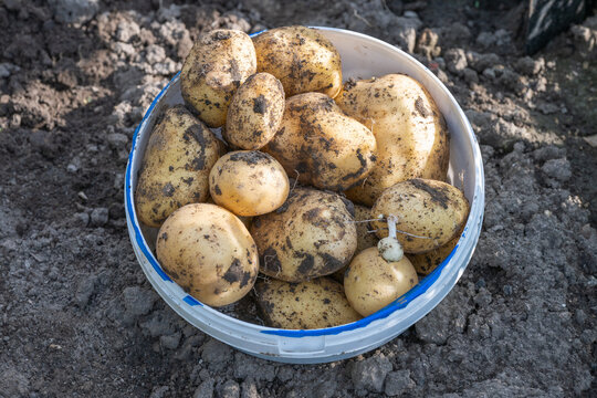 a white plastic bucket filled to the brim with freshly harvested, dirt-covered raw potatoes, resting on dry, cloddy agricultural soil in a farm field.
