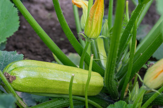 a ripe, light green zucchini growing at the base of a leafy plant, resting near dark soil alongside thick green stems and bright yellow blossoms in a thriving garden.
