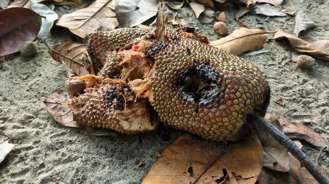 Rotten jackfruit or cempedak fruit lying on the ground surrounded by dry leaves