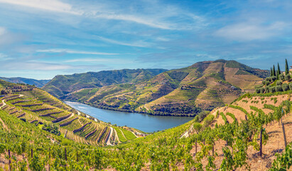 Obraz premium Picture-perfect terraced vineyard lanscapes along the world heritage Douro river valley near the wine town of Pinhao, Portugal