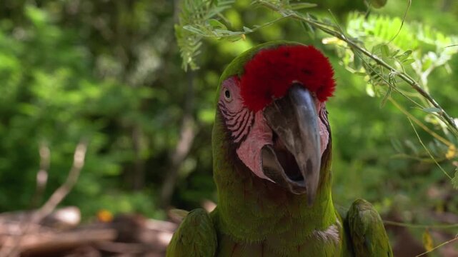 scarlet macaw parrot